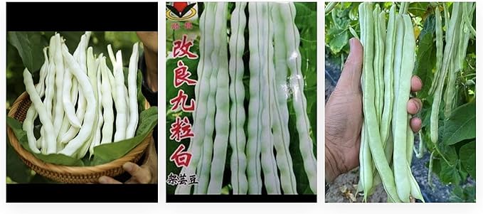 60 Seeds BAI BU LAO Chinese Romano Pole Bean Seeds 九粒白 白不老 架芸豆 Phaseolus vulgaris Favorite Chinese Pole Bean White Seeds Diaspora Asian Seeds