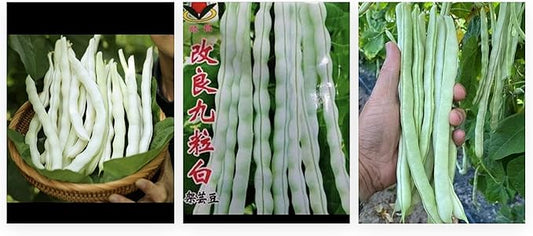 60 Seeds BAI BU LAO Chinese Romano Pole Bean Seeds 九粒白 白不老 架芸豆 Phaseolus vulgaris Favorite Chinese Pole Bean White Seeds Diaspora Asian Seeds