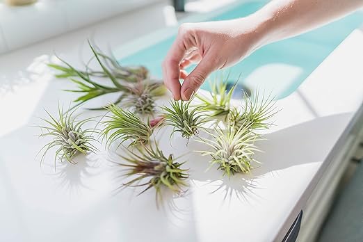 Air Plants Fertilizer in fine Mist Spray Bottle – Plant Food for Tillandsia - Monthly use for Growth of House Plants (12 Pack - 8 OZ)