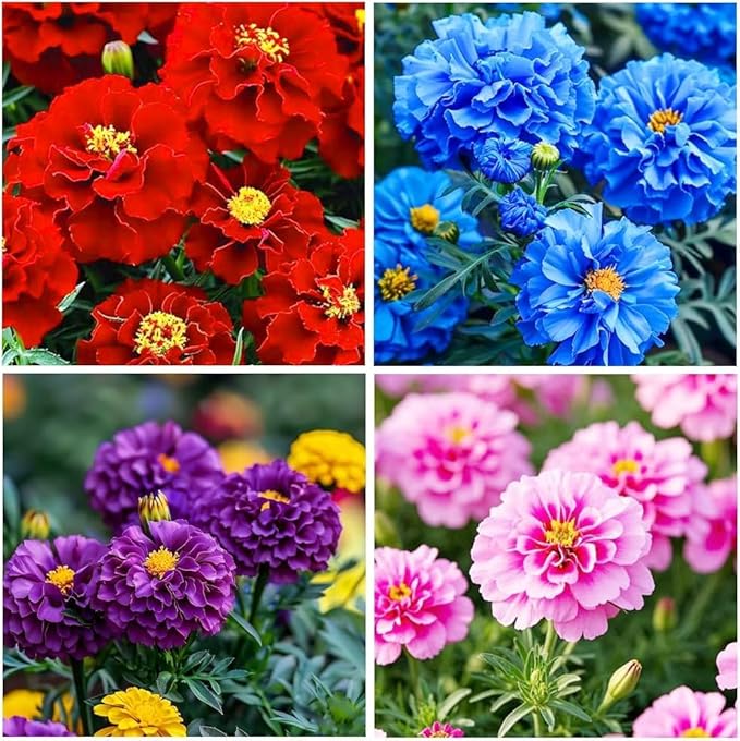 Marigold Seeds (280PCS) - Non-GMO Cold & Drought Tolerant Flowers, Vibrant Colors & Long Blooming Period for Yard