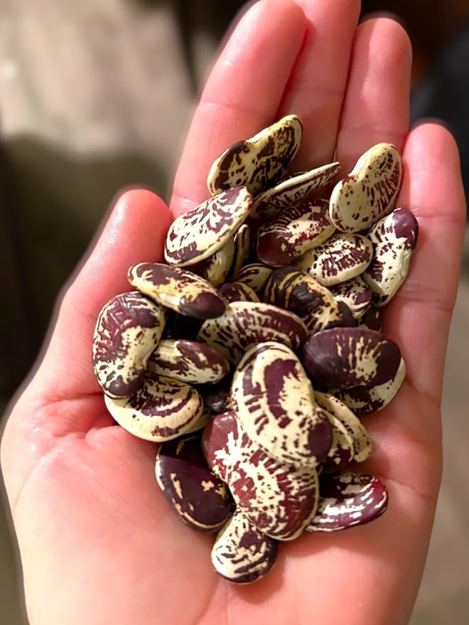 TomorrowSeeds - Christmas Lima Bean (Pole) Seeds - 60+ Count - for 2026 Planting Red Speckled Large Pods Heat Tolerant Chestnut Calico Cranberry Butter Green Vegetable Grow Your Own Home Farm Patio