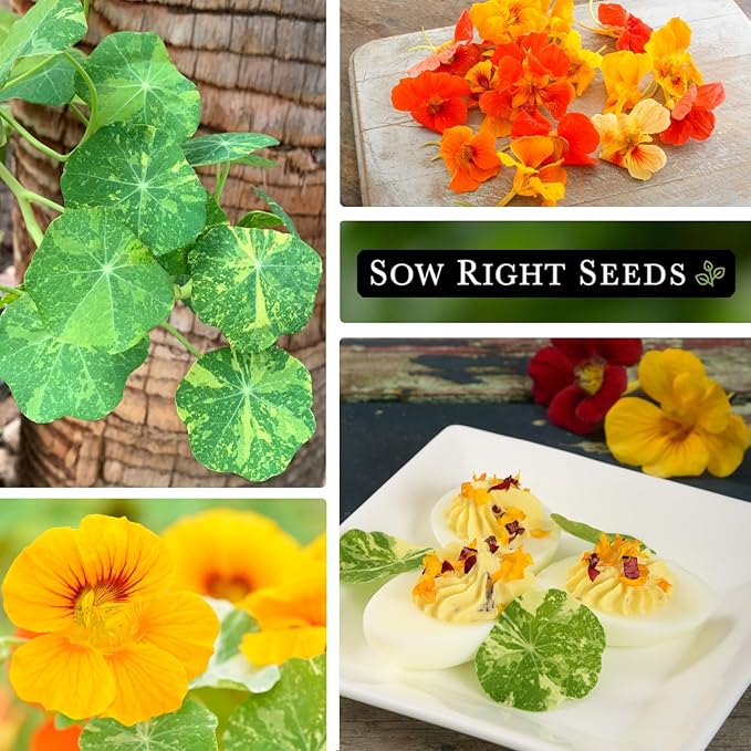 Sow Right Seeds - Dwarf Alaska Mix Nasturtium Seeds for Planting - Edible Flower - Non-GMO Heirloom Packet with Instructions to Plant in Your Garden - Warm Colored Blooms and Variegated Leaves (1)