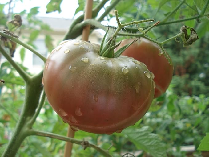 Seeds Black Elephant Tomato Determinate Non GMO Vegetable for Planting