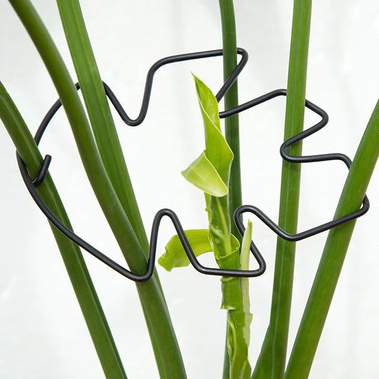 Monstera Plant Stem Support Set of 5 - Durable Stabilizers for Monstera and Climbing Plants - Ideal for Plant Lovers and Garden Care