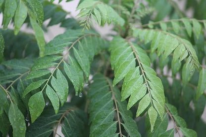 Tulsi/Holy Basil/Curry Leaf/Jasmine Plant Potting Soil Mix Peat Moss & Perlite (½ Gallon / 2 quarts).
