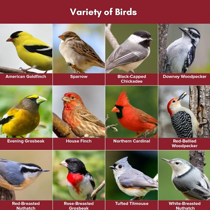 Blue Seal Nature's Choice Wild Bird Seed | High Energy Mix, No Filler | Sunflower and White Safflower Seeds | Attracts Variety of Wild Outside Birds | Shell-Free Mix | Made in USA | 8 Pound Bag