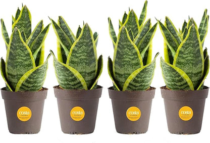 Costa Farms Snake Plant, Live Plants in Plastic Pots, Easy to Maintain, Air Purifying Indoor Succulent Houseplants, Assorted Variety, Home, Room, or Office Decor, Pack of 4, 8-12 Inches Tall
