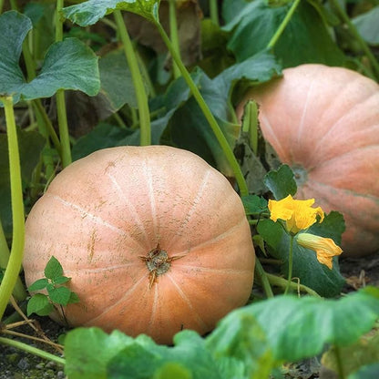 Eden Brothers Pumpkin Seeds - Mammoth Gold Non-GMO Seeds for Planting, Packet | High-Yielding, Fast Growing Vegetable Seeds, Plant During Warm Season, Zones 3, 4, 5, 6, 7, 8, 9, 10