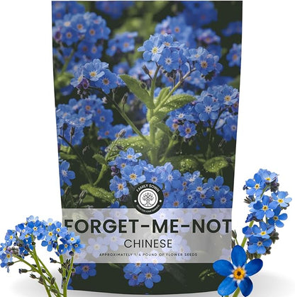 Chinese Forget Me Not – 18,000 Seeds for Planting – 2026 Season – 4 Ounces