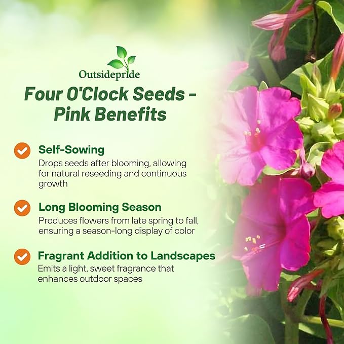 Outsidepride Pink Four O'clock Flower Seeds - 1/4 lb Perennial Fragrant, Trumpet-Shaped Blooms, Deer-Proof & Easy to Grow, for Pollinator & Evening Gardens, Containers, Hedges, or Borders