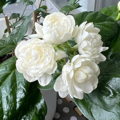Jasmine Flower Seeds for Planting, 300+ Double Jasminum Sambac Seeds, Fragrant Flowers for Home Garden Outdoor, Non-GMO Heirloom