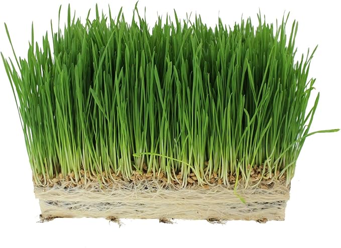 Organic Cat Grass Seed Blend for Planting – 12 oz – Wheat (Triticum aestivum), Barley (Hordeum vulgare), Oats (Avena sativa), and Rye (Secale cereale) Seeds – Non-GMO Grass Seed Mix for Pets