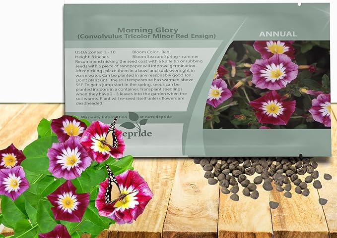 Outsidepride Ensign Red Morning Glory Seeds - 2000 Pcs. Annual, Dwarf Mounding Flower Seeds for Planting Trumpet-Shaped Tricolored Blooms, Ideal for Garden Boxes, Beds & Containers