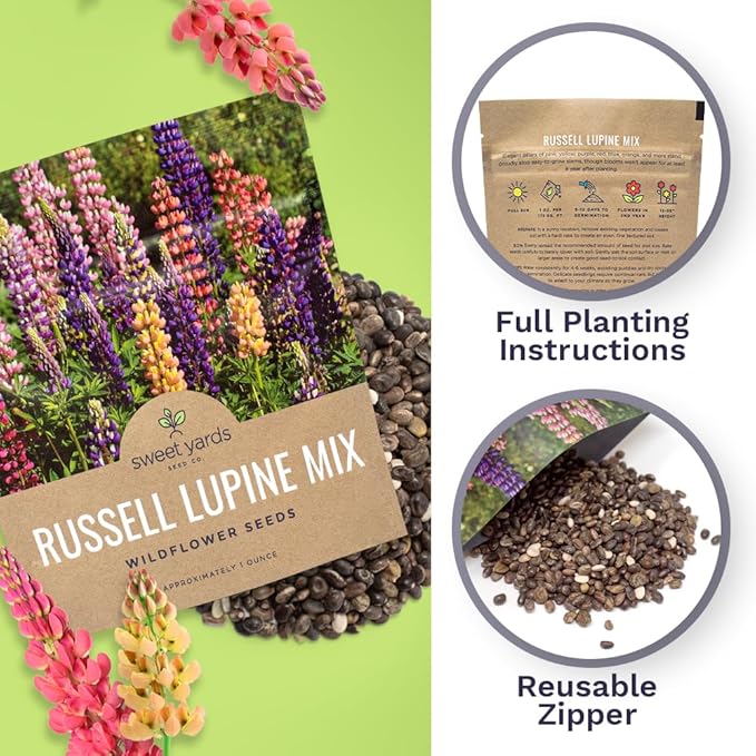 Russell Lupine Seeds – Extra Large Packet – Over 1,300 Open Pollinated Non-GMO Perennial Wildflower Seeds – Lupinus polyphyllus
