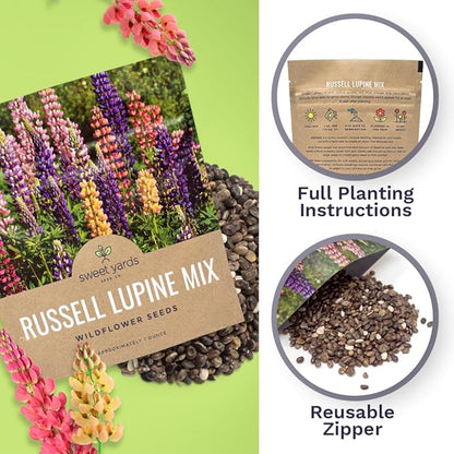 Russell Lupine Seeds – Extra Large Packet – Over 1,300 Open Pollinated Non-GMO Perennial Wildflower Seeds – Lupinus polyphyllus
