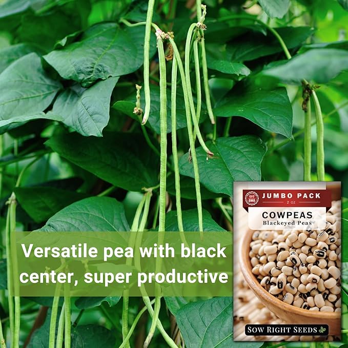 Sow Right Seeds - Bulk Black Eyed Cowpea Seeds for Planting - 2 Ounce, 225 Seeds - Non-GMO Heirloom Jumbo Pack with Instructions to Plant a Home Vegetable Garden - Grow Loads of this Bush Bean Variety