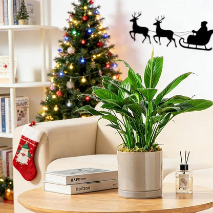 vancasso Ceramic Plant Pots, 3 Piece Planters for Indoor Plants, 4.25+5.25+6.25 Inch Flower Pots with Drainage, Plant Pots Indoor for Succulent, Pothos, Snake Plant and Money Tree, Etc (Gray)