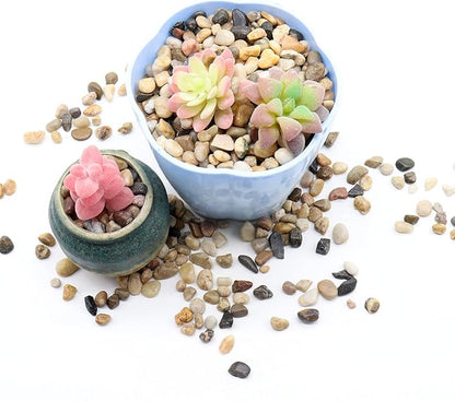 Rocks for Plants. Mixed Color Decorative Pebbles. 1/5 Inch 5 lbs. for Garden, Landscaping, Indoor, Vase fillers, Crafting, Succulents, pots, Plants (Mini (0.2 Inch), Mixed Color, 5)