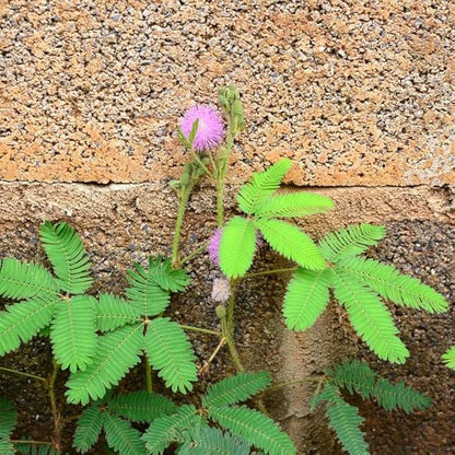 50+ Sensitive Plant Seeds Mimosa Touch Me Not Flowers Planting