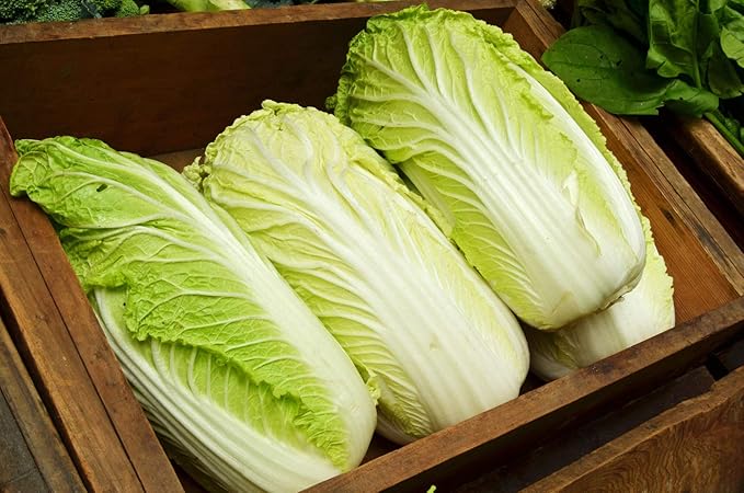Seeds Napa - Chinese Cabbage - Heirloom Vegetable - GMO Free