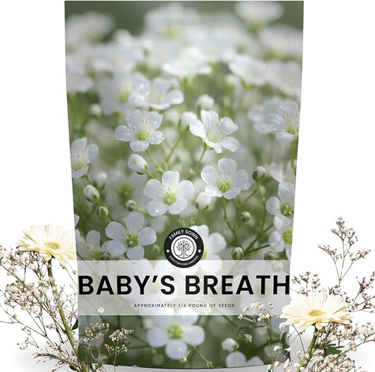 Baby’s Breath – 90,000 Seeds for Planting – 2026 Season – 4 Ounce Pouch