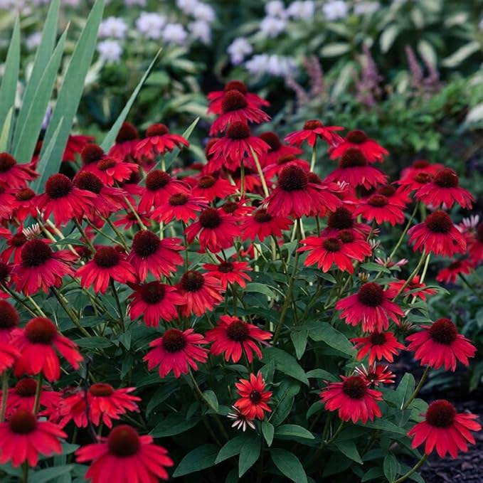 200+ Red Coneflower Seeds – Non-GMO, Open Pollinated Echinacea Purpurea – Perennial Medicinal Flower Seed for Garden, Herbal Tea, and Pollinators – High Germination Rate
