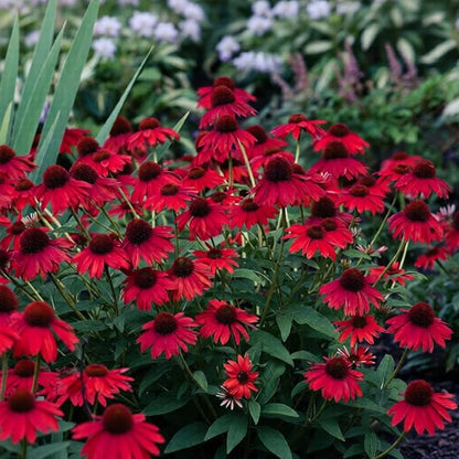 200+ Red Coneflower Seeds – Non-GMO, Open Pollinated Echinacea Purpurea – Perennial Medicinal Flower Seed for Garden, Herbal Tea, and Pollinators – High Germination Rate