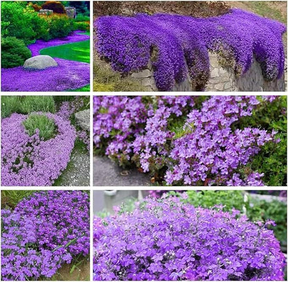 16,000 Creeping Thyme Seeds - Non-GMO Heirloom, Easy to Grow Drought Tolerant Low Maintenance, Perennial Aromatic Ground Cover for Garden & Landscaping Outdoor Planting