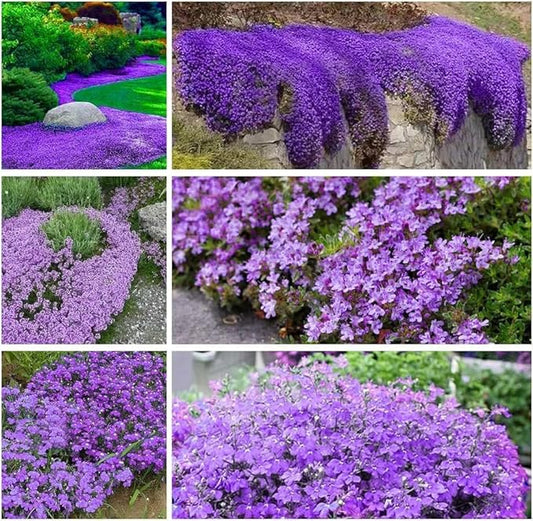 16,000 Creeping Thyme Seeds - Non-GMO Heirloom, Easy to Grow Drought Tolerant Low Maintenance, Perennial Aromatic Ground Cover for Garden & Landscaping Outdoor Planting