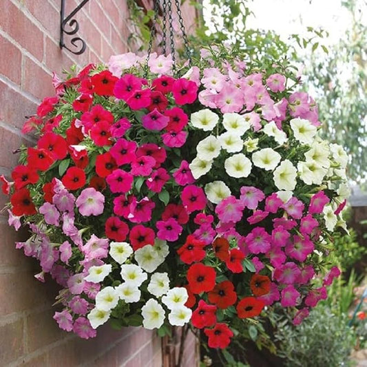 Dwarf Mix Petunia Flower Seeds, Pack of 20,000+ Seeds by Seeds2Go