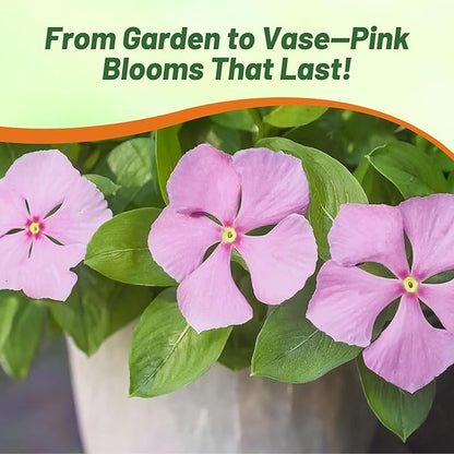 Outsidepride Pink Periwinkle Seeds for Planting – 4000 Pcs Annual, Fast-Blooming, Heat & Drought Tolerant Vinca Flower Seeds with Vibrant Colors Ideal for Gardens, Beds, Borders & Containers