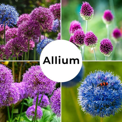 Allium Bulbs for Planting - Round Purple Blooms Really Stand Out (6 Bulbs)