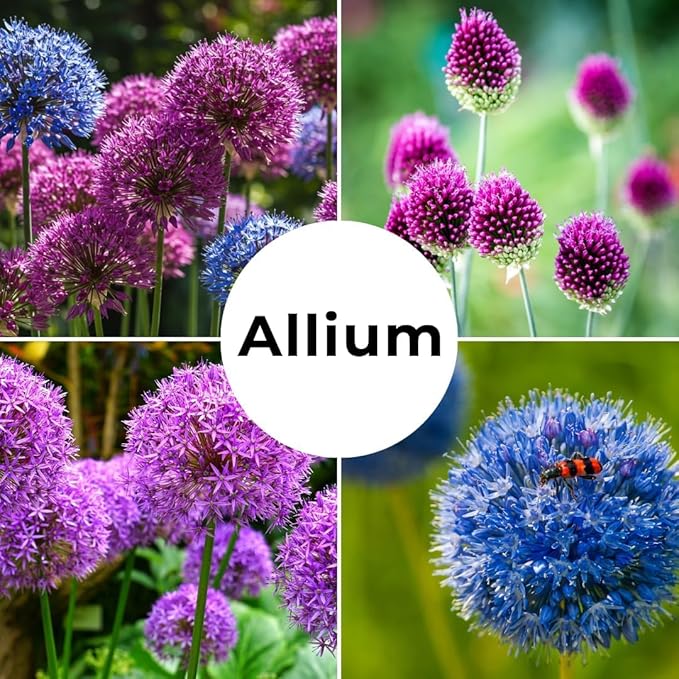 Allium Bulbs for Planting - Round Purple Blooms Really Stand Out (24 Bulbs)