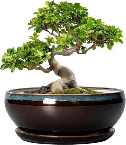 SQOWL Bonsai Tree Pots - 10 Inch Ceramic Succulent Pots with Drainage Hole and Saucer, Round Shallow Plant Pot Indoor Outdoor, Ceramic Bonsai Pot, Bowl Planter, Home Decor, Garden Gifts, Blue-Brown