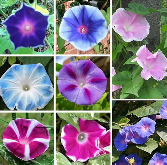 Mixed Japanese Morning Glory Seeds Flowers Ipomoea Nil Flower Vine Beautiful Perennial Climbing Flowers for Your Garde 80pcs