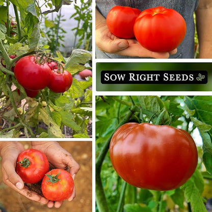 Sow Right Seeds - Marglobe Tomato Seeds for Planting - Non-GMO Heirloom Packet with Instructions to Plant and Grow a Home Vegetable Garden - Classic Medium Red Variety - Determinate Hydroponic (4)