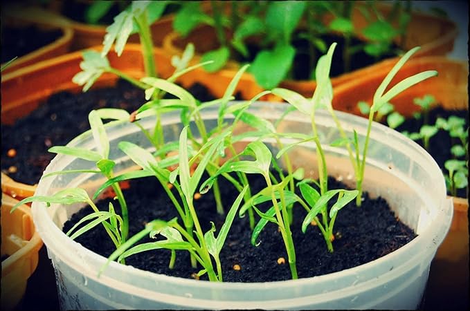 1000 Seeds - Kang Kong Seeds A.k.a. Rau Muong Or Ong Choy Seeds | Kong Xin CAI Seeds for Planting | Kangkong Non-GMO Seeds for A Fresh Vegetable Garden