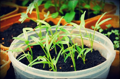 1000 Seeds - Kang Kong Seeds A.k.a. Rau Muong Or Ong Choy Seeds | Kong Xin CAI Seeds for Planting | Kangkong Non-GMO Seeds for A Fresh Vegetable Garden