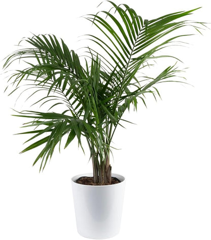 Costa Farms Majesty Palm Live Plant in Decorative Pot, Large Indoor Houseplant, Perfect for Home, Room, or Office Decor, Great House Warming or Birthday Gift, 3-4 Feet Tall