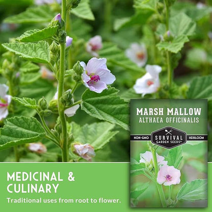 Marshmallow Seeds for Planting - Marsh Mallow Medicinal Herb, Althaea Officinalis, Traditional Root Plant for Herb Garden - Heirloom Non-GMO Open Pollinated - Survival Garden Seeds (3 Pack)