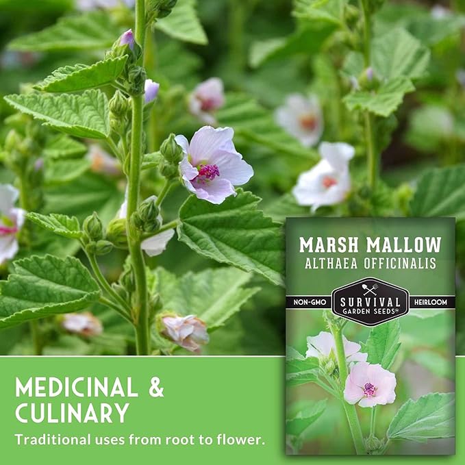 Marshmallow Seeds for Planting - Marsh Mallow Medicinal Herb, Althaea Officinalis, Traditional Root Plant for Herb Garden - Heirloom Non-GMO Open Pollinated - Survival Garden Seeds (5 Pack