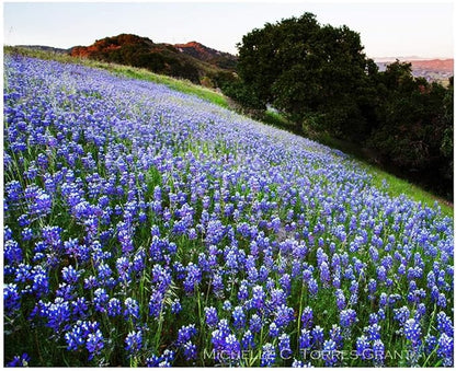 4000 California Native Bluebonnet Wildflower Seeds - Lupine Nanus