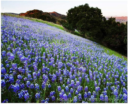 4000 California Native Bluebonnet Wildflower Seeds - Lupine Nanus