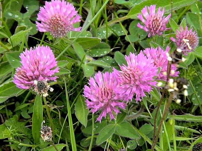 Red Clover Seeds, Nitro-Coated and Inoculated, 1 Pound Pack by Seeds2Go