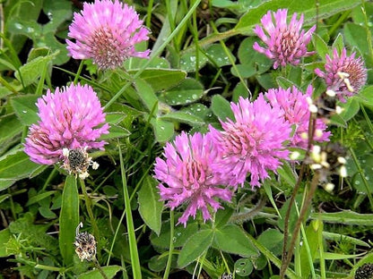 Red Clover Seeds, Nitro-Coated and Inoculated, 1 Pound Pack by Seeds2Go