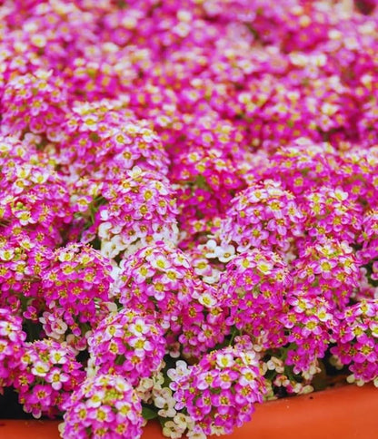 100+ Pink Rosie O'Day Alyssum Seeds Groundcover Flowers Garden Planting