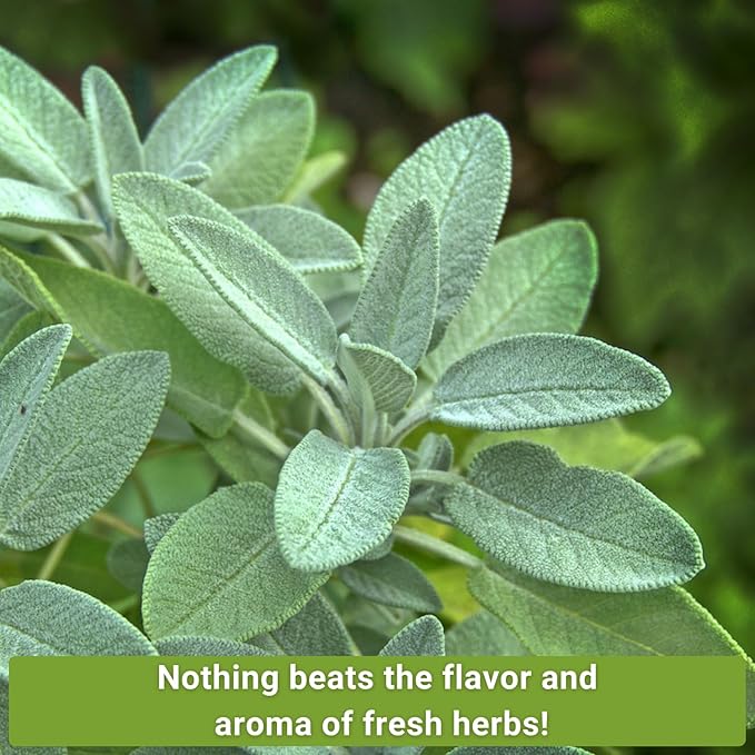 Sow Right Seeds - Perennial Herb Garden Seed Collection - Mint, Lavender, Sage, Common Chives, Lemon Balm, Garlic Chives, Thyme, Peppermint, Oregano and Marjoram - Non-GMO Heirloom Seeds for Planting