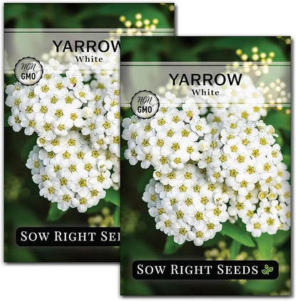 Sow Right Seeds - Common White Yarrow Seeds for Planting - Non-GMO Heirloom Packet with Instructions to Grow an Outdoor Flower Garden - Medicinal Herb & Native Wildflower - Perennial Achillea (2)
