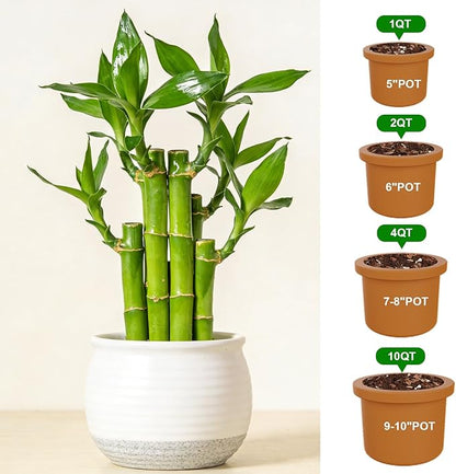 Pure Natural Potting Soil for Lucky Bamboo Plants 1qt - Superior Drainage & Breathability, Ideal Indoor Plant Soil