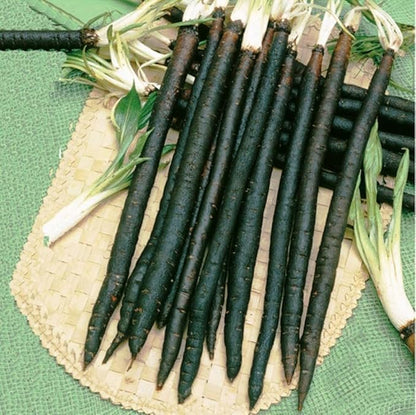 Seeds Salsify Black Root Scorzonera Heirloom Vegetable for Planting Non GMO